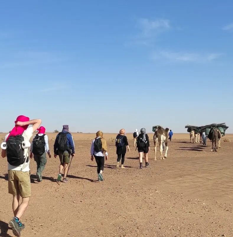 Group of hikers walking through the Moroccan Sahara, with camels carrying supplies under a clear blue sky.