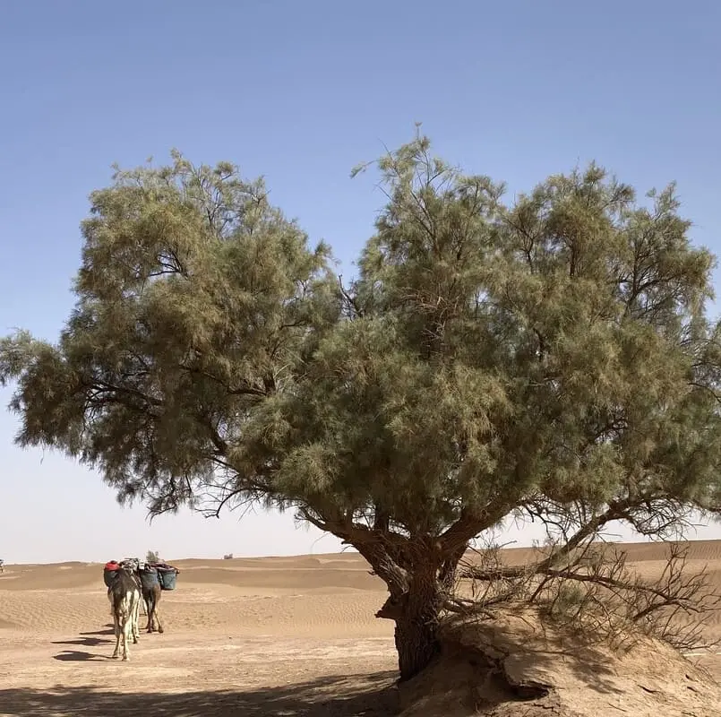 Caravane de dromadaires lors du trek 6 jours à Erg Chegaga, passant près d’un tamaris dans le désert