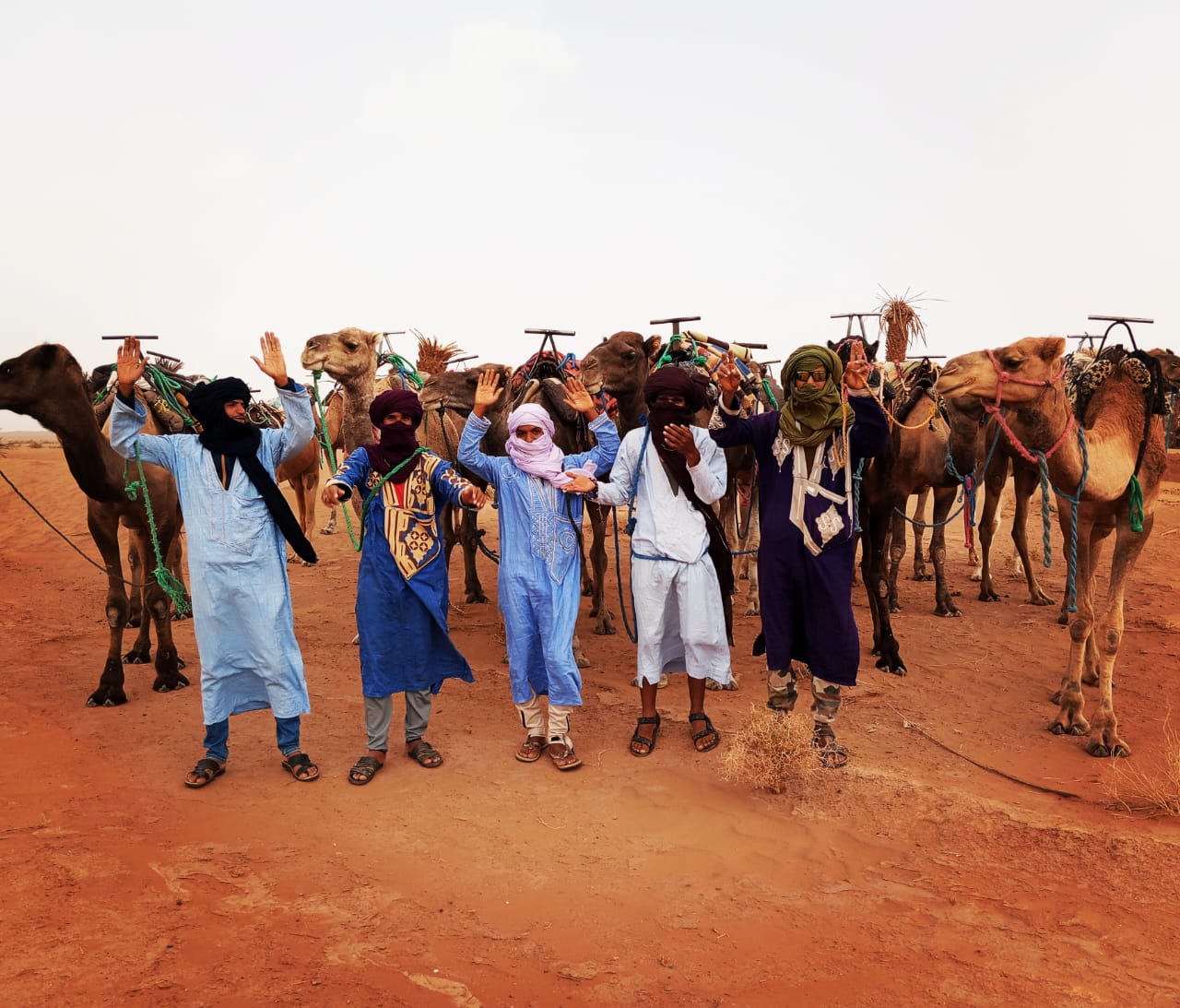 Sahara Desert team in traditional clothes standing by camels at an orange sandy palmery under a bright white sky.