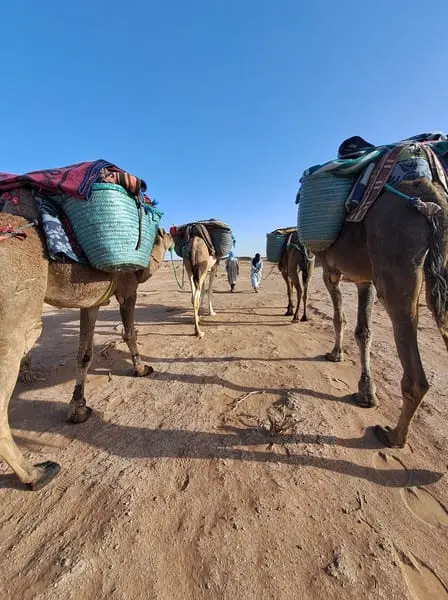 Following four loaded dromedaries through the Sahara — nomad guides leading the caravan across the golden sand under a deep blue desert sky — ADN Sahara trek Morocco M'Hamid
