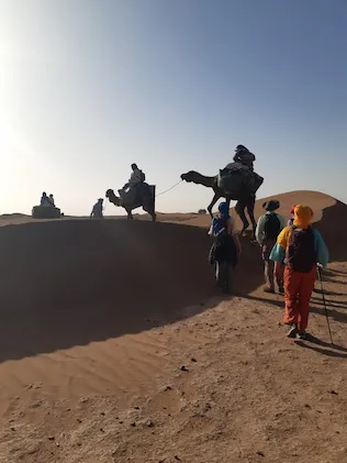Two travelers on camels climbing a golden dune in the Moroccan Sahara, followed by hikers – guided by ADN Sahara.