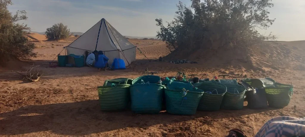 Camel baskets unloaded after the trek — traditional nomad tent pitched in the shade of desert shrubs, dunes stretching into the distance — ADN Sahara Morocco
