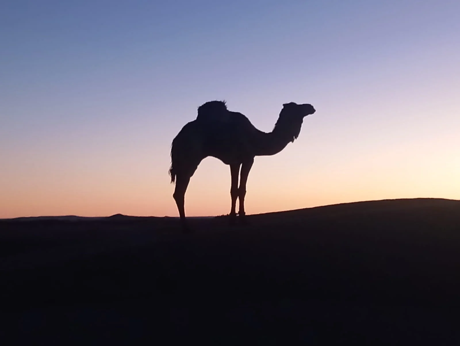 Chameau sur le sable du désert du Sahara au crépuscule, ciel bleu, violet et rose, avec au loin l’ombre des dunes d’Erg Chegaga, trekking nomade au Maroc.