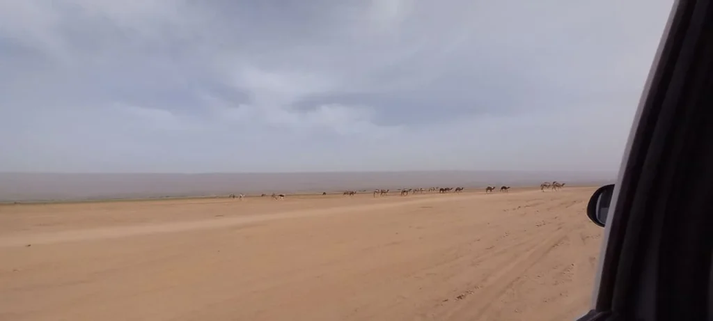 4x4 desert tours Morocco with wild camels crossing a sandy track in Erg Chegaga