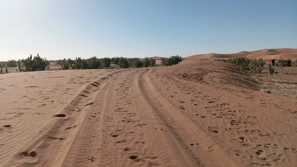 A 4x4 trail winds through the Erg Chigaga desert in Morocco, bordered by calotropis plants under a soft blue sky, highlighting the textures of sand and dunes.