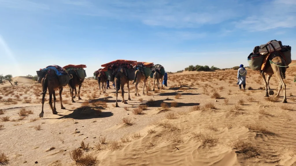 Lahsan and his team leading the caravan in the Moroccan Sahara — loaded camels, mixed sand and dry vegetation ground, small dune crowned with vegetation in the distance, blue sky, ideal conditions for a desert trek Morocco with ADN Sahara.
