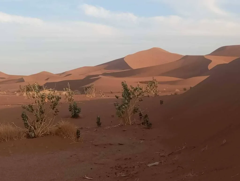Lever de soleil sur les dunes de l’Erg Chegaga près de M’Hamid, ciel bleu tendre légèrement nuageux et calotropis au premier plan.