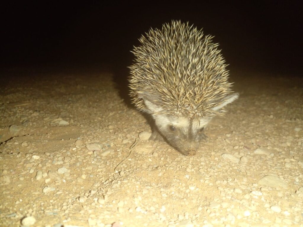 Desert hedgehog spotted up close during the 6-day trek to Erg Chigaga, exploring the sand under the night sky.