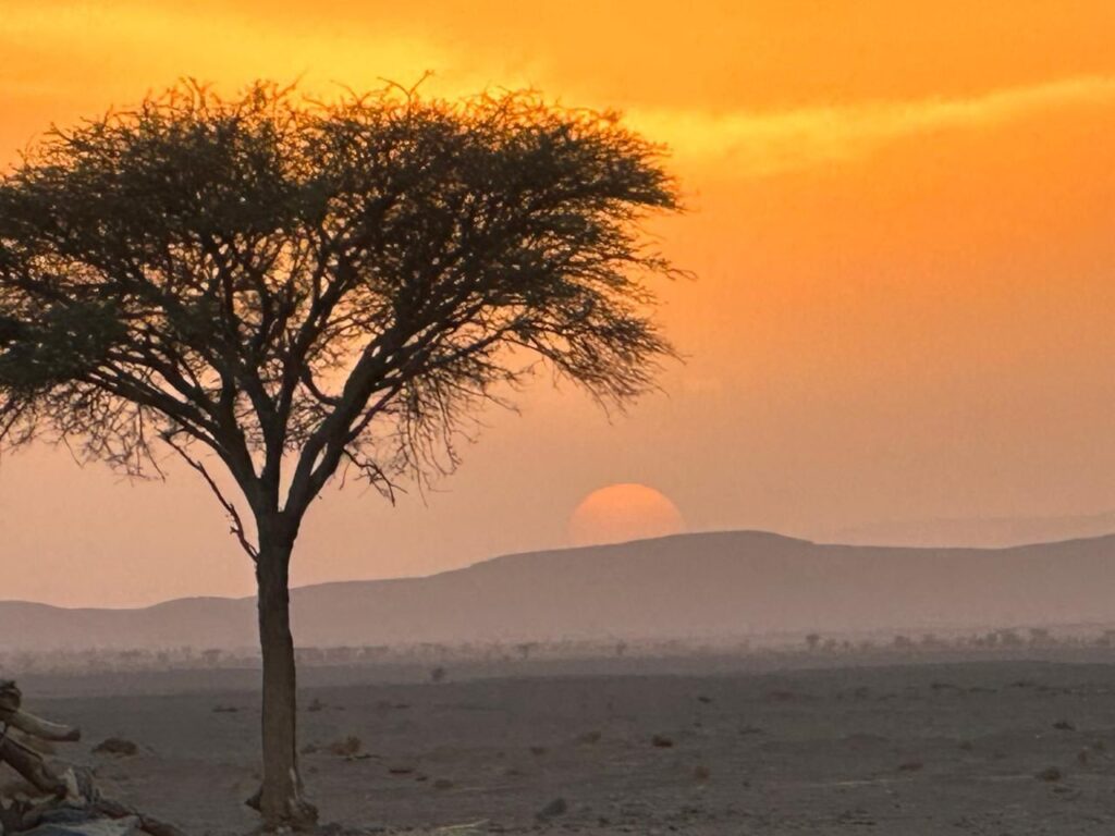 Lone acacia silhouetted against the orange sunset at Erg Chigaga, Sahara, with dunes and golden-reflecting clouds during a trek.