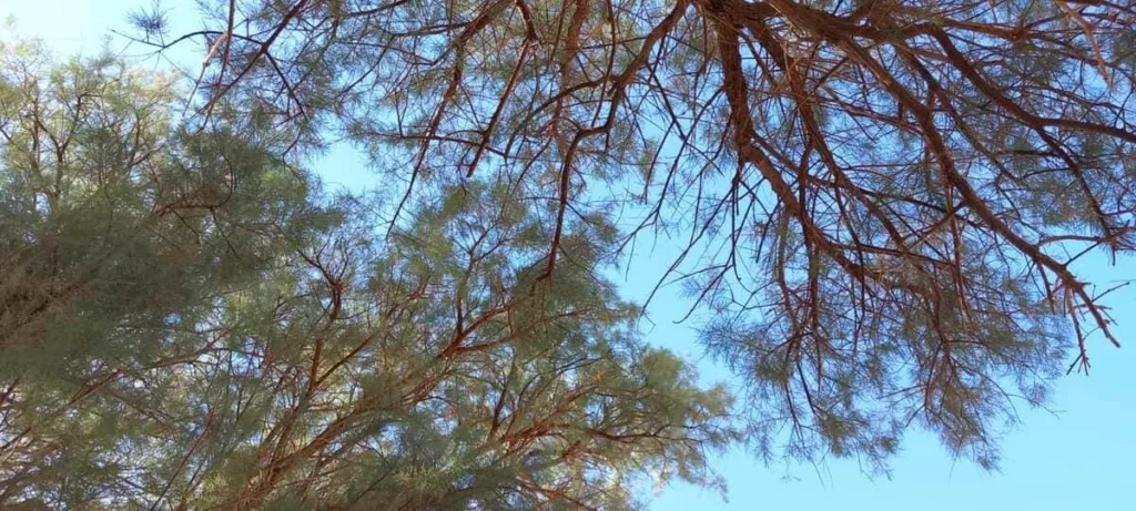 Cimes de tamaris sous un ciel bleu pendant un trek dans le désert du Sahara
