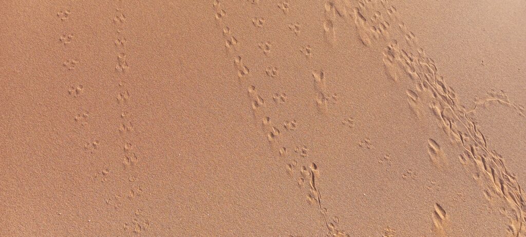 Photo montrant des empreintes de gerboises et de fennecs dans le sable du désert marocain, capturées le matin pendant le trek de 6 jours vers Erg Chigaga. Ces traces révèlent la vie sauvage discrète du Sahara et l’atmosphère paisible du désert.