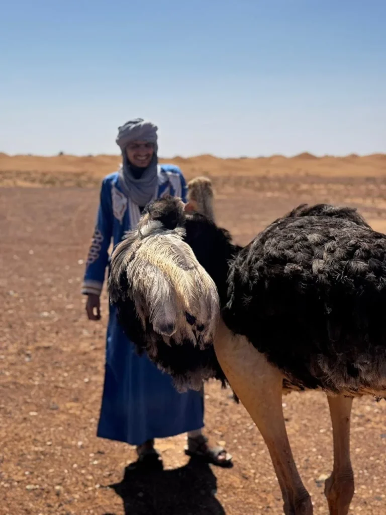 Lahsan à proximité d’une autruche dans le désert du Sahara au Maroc, rencontre naturelle dans les dunes