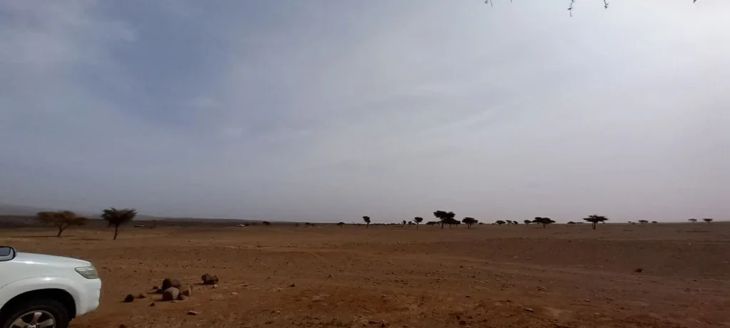 Sahara desert 4x4 tour stop with acacia trees and Atlas Mountains view – full-day excursion in the Moroccan desert