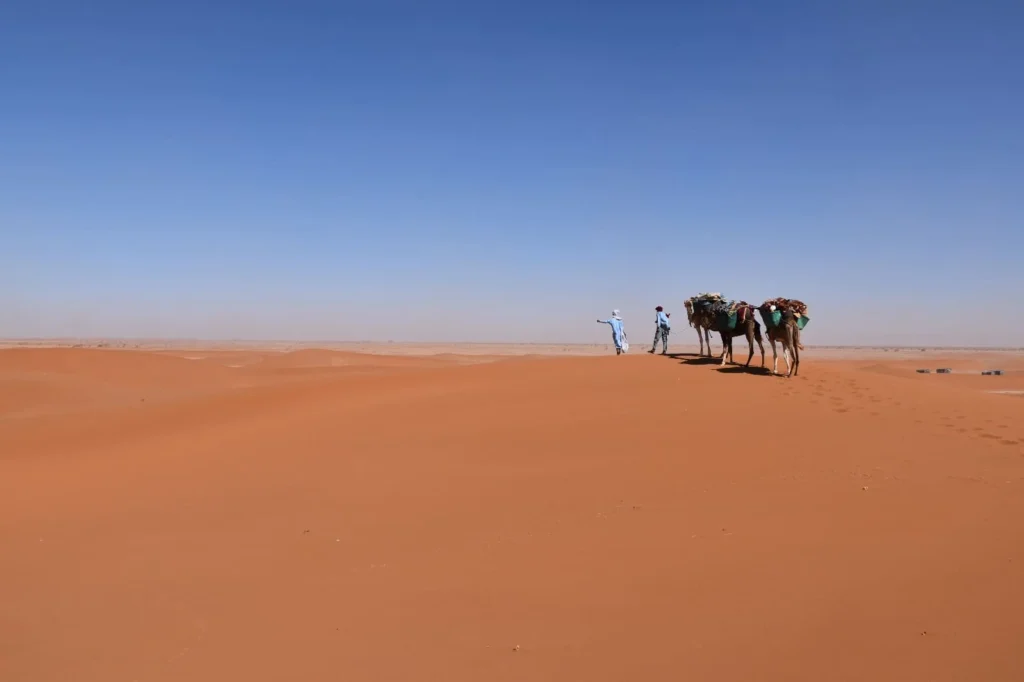 A 1 day Sahara desert tour with a guide leading a traveller and three loaded camels across the dunes of M’Hamid, Morocco.
