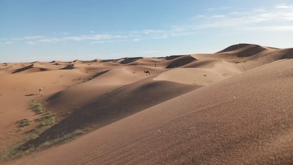 Two travellers and two camels crossing the Sahara dunes during a 1 day trek in M’Hamid, Morocco, under a clear blue sky and golden morning light.