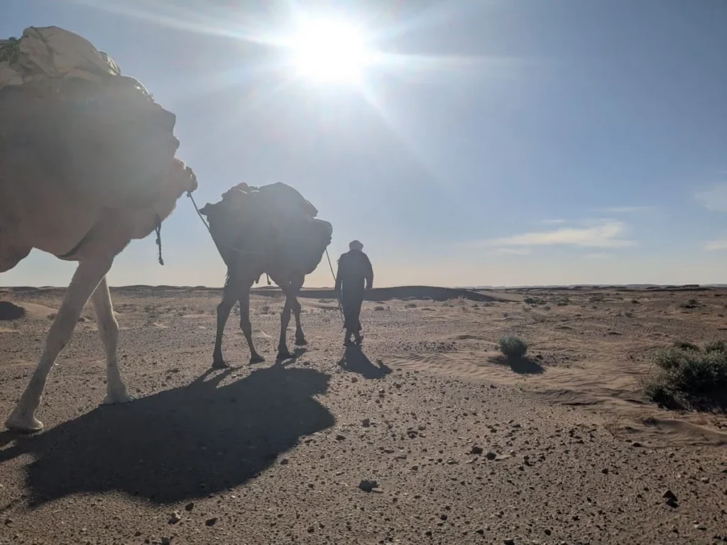 Lahsan leading a camel caravan through the Moroccan Sahara desert at sunrise, walking into the morning light