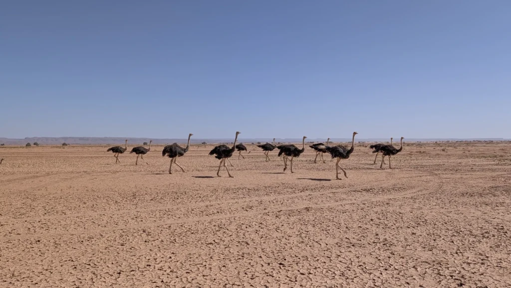 Une quinzaine d’autruches en marche dans le désert de M’Hamid au Maroc, sur un sol craquelé avec l’Atlas au loin et une autruche regardant l’appareil photo