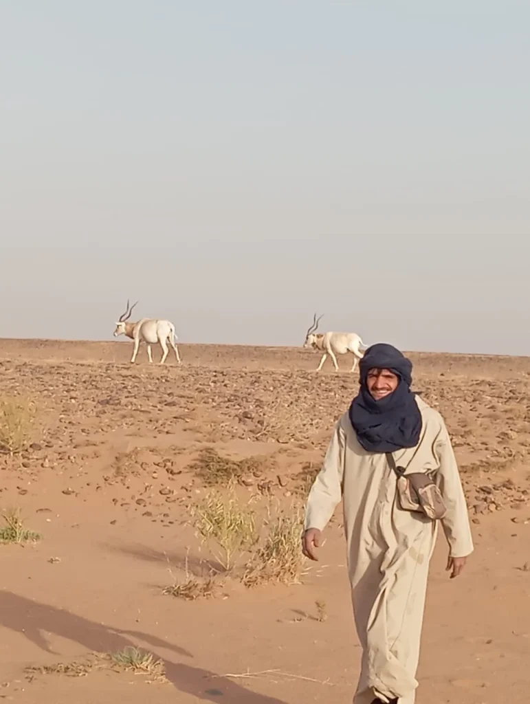 Lahsan smiling in the Moroccan Sahara while two addax walk peacefully across the desert landscape in the background.
