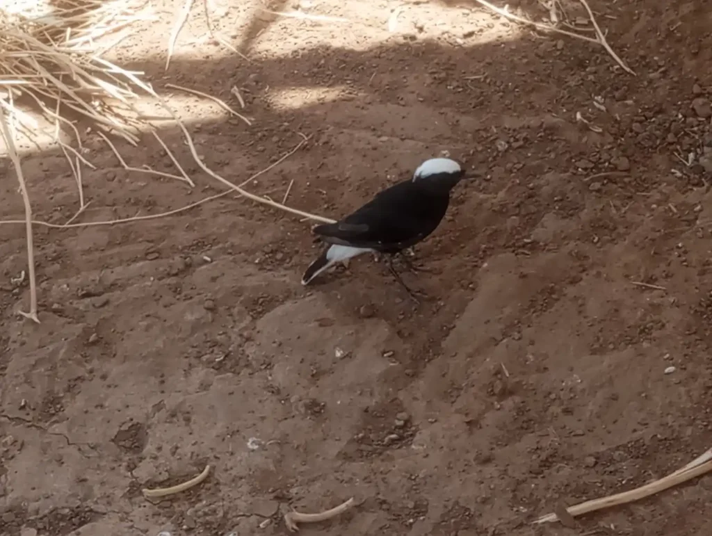 A Moula-Moula bird in the Moroccan Sahara, photographed in its natural desert habitat.