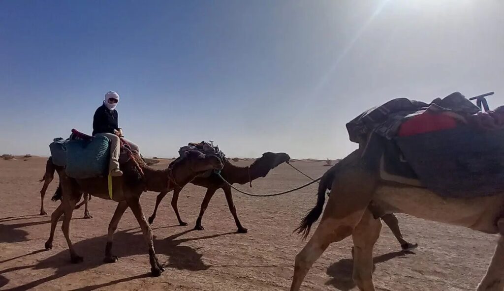 Trekker riding a camel as several camels walk across the Sahara during a two-day trek on foot and by camel